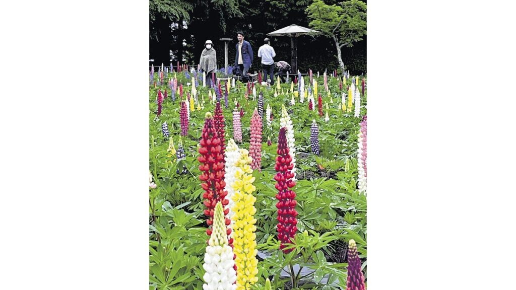 [社会] 「のぼり藤」か「立ち藤」か、ルピナス鮮やか…青森・十和田で見頃