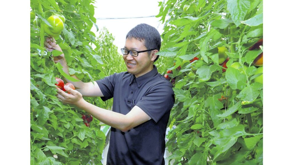 [社会] 郵便局トマトが豊作…日本郵便社員が自社農場で栽培、収穫したら「ゆうパック」で配送