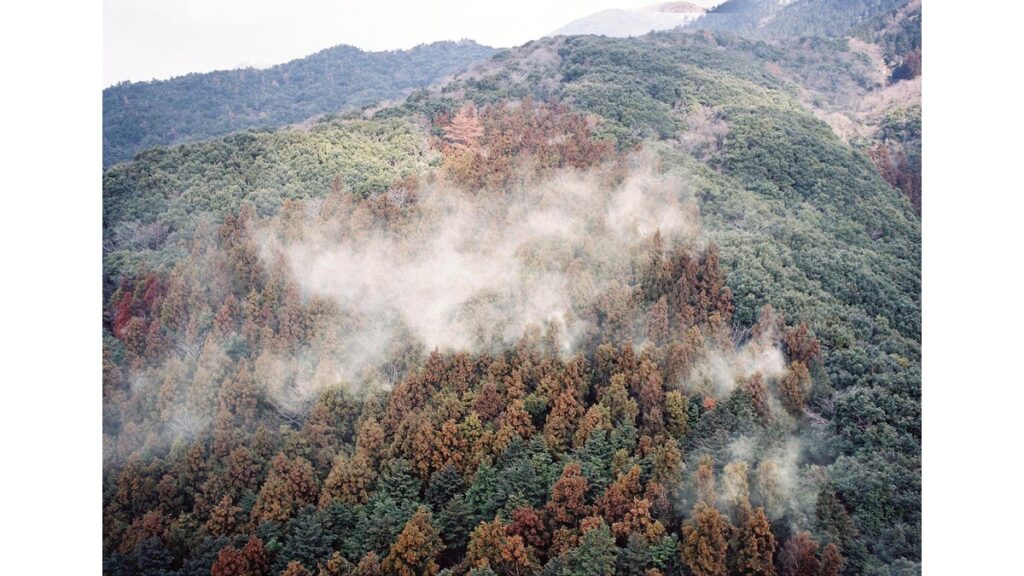 [政治] 森林・林業白書が花粉症を初めて特集、スギ人工林を３３年度に２割減少へ…都市部周辺など重点的に