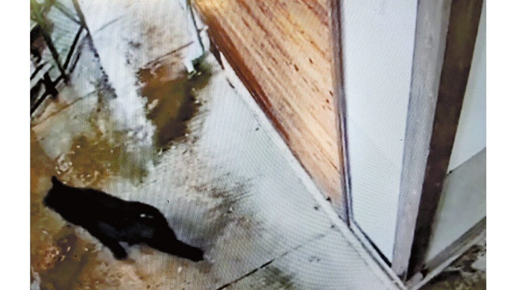 [ニュース] 「クマが学校の塀を乗り越えるのを見た」、境内を歩く様子が防犯カメラに…廿日市市で熊の目撃情報相次ぐ