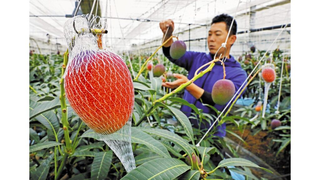 [ニュース] 「完熟マンゴー」福岡県産もどうぞ…大任町で出荷ピーク、売れ筋は１０００～１５００円