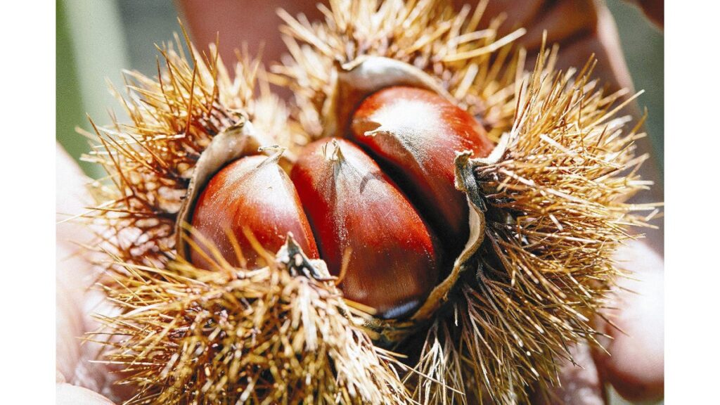 [ニュース] 「栗ブーム」熊本県山鹿市で買い取り価格が４年前の３倍…「やまが和栗」ブランドＰＲへ