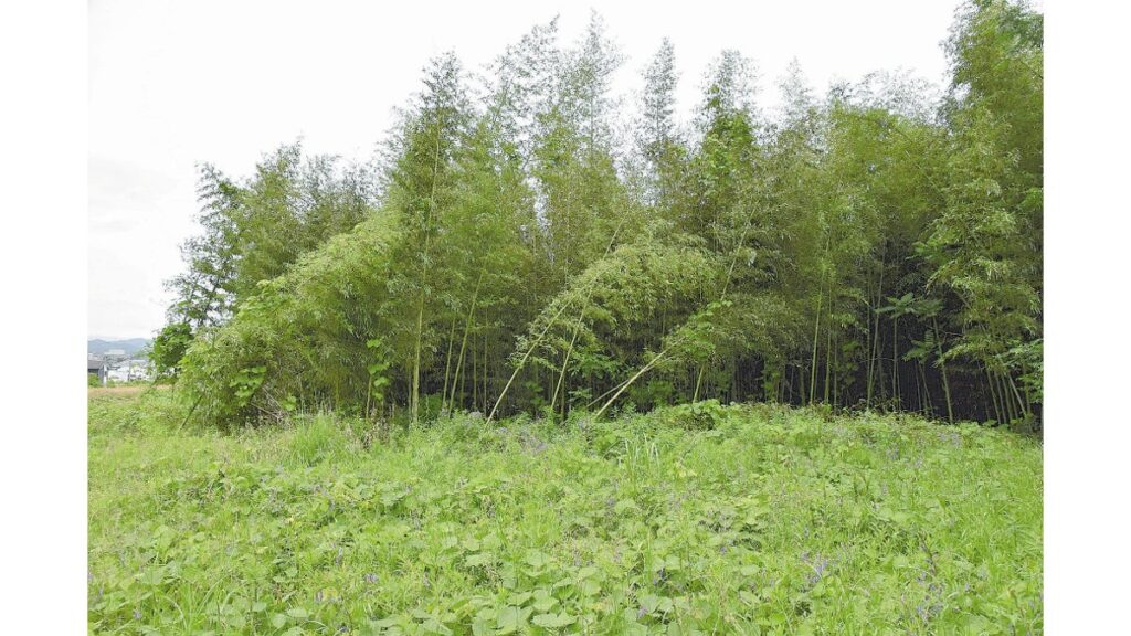 [社会] 吉野川河川敷の竹林、切って持ち帰って…日曜大工やチップ加工に活用可能と国交省募集