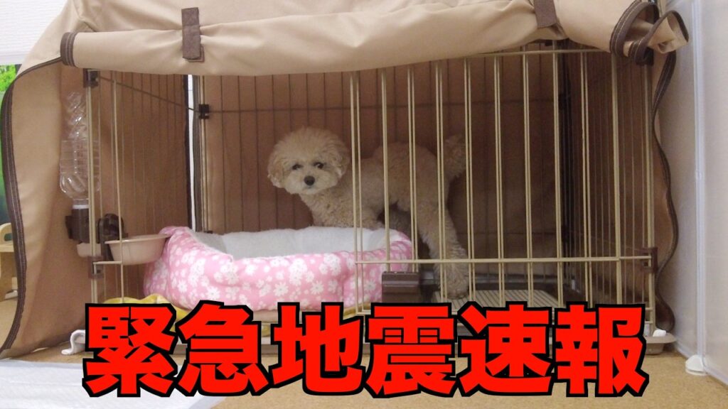 緊急地震速報に驚いた愛犬が動揺してしまいました