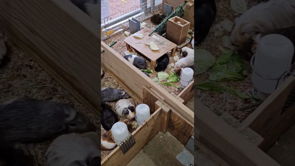 【防災いやし?情報】モルモットが鳴いてる?いいえ、それは緊急地震速報です。 【防災いやし?情報】モルモットが鳴いてる?いいえ、それは緊急地震速報です。