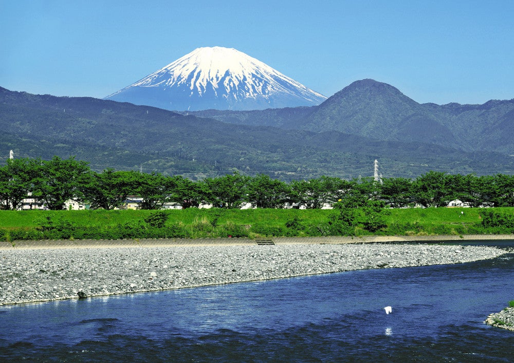 かつて氾濫を繰り返し「暴れ川」と呼ばれた酒匂（さかわ）川から富士山を望む。植林された堤防の向こうに二宮金次郎の故郷、旧栢山村が広がる
