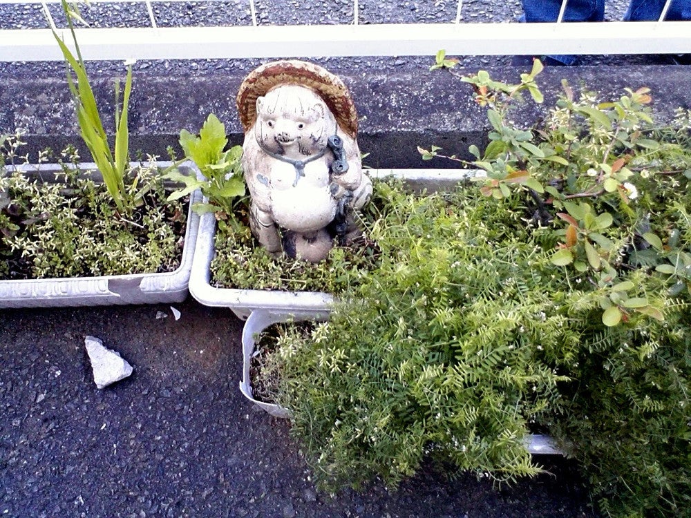 信楽焼のタヌキが鎮座するプランター（村田あやこさん提供）