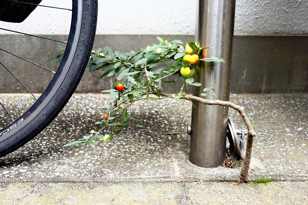 「路上盆栽」（村田あやこさん提供）