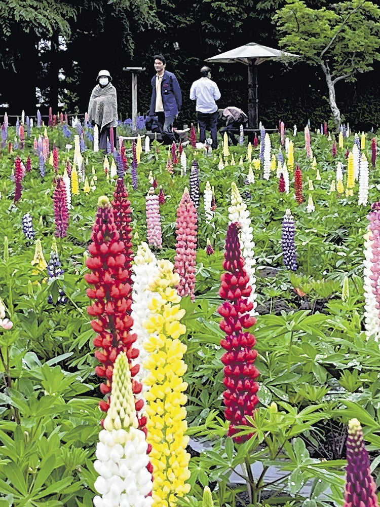 見頃を迎えているルピナス（１日、十和田市で）＝藤本宏撮影