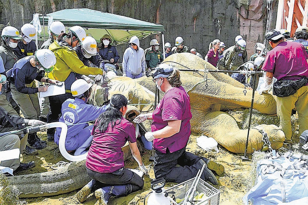 ６０人以上が処置に当たった砥夢の抜牙手術の様子（東京動物園協会提供）