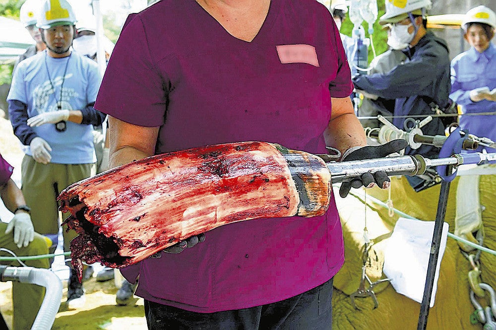 手術で抜けた砥夢の左牙（東京動物園協会提供）