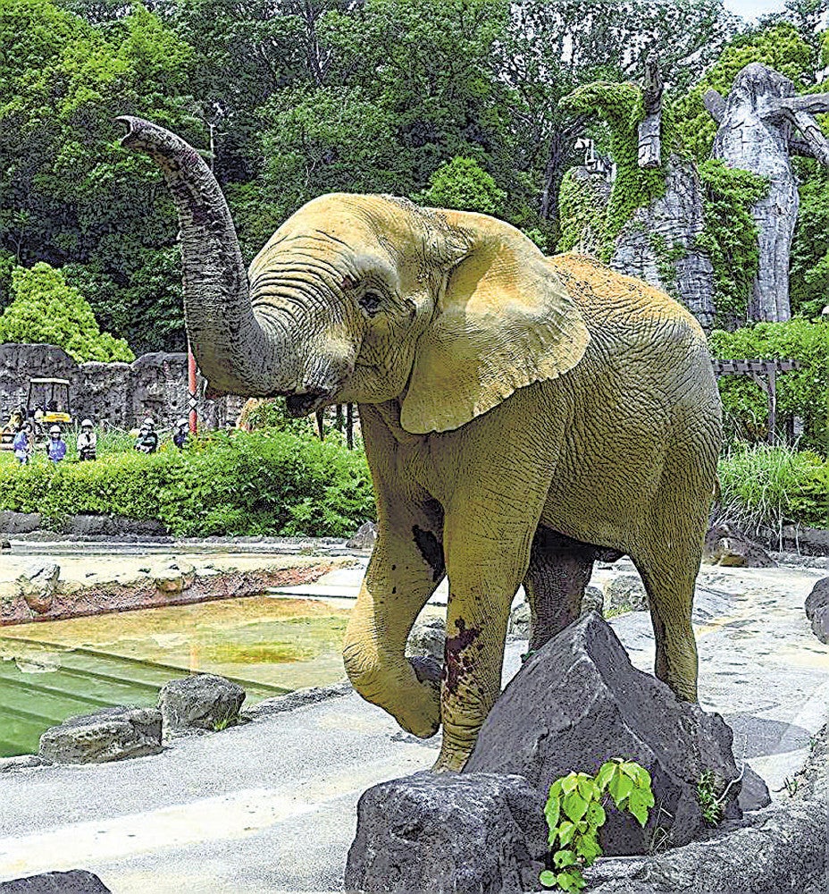 抜牙後も元気な様子を見せる砥夢（東京動物園協会提供）