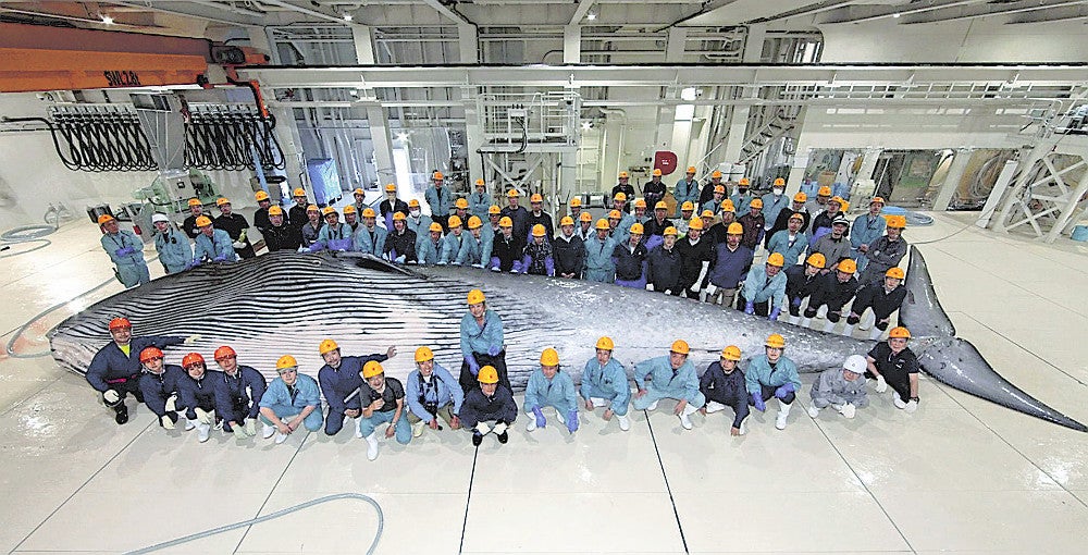 関鯨丸の船団が初めて捕獲したニタリクジラ（共同船舶提供）