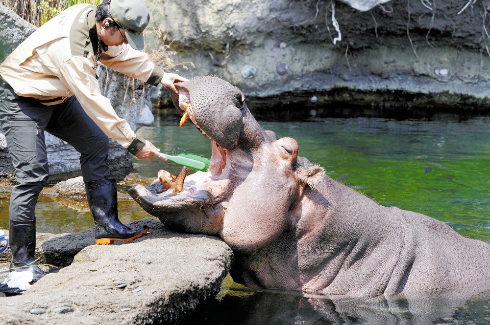 歯磨きをしてもらうカバのテツオ（２日午後、大阪市天王寺区で）＝金沢修撮影