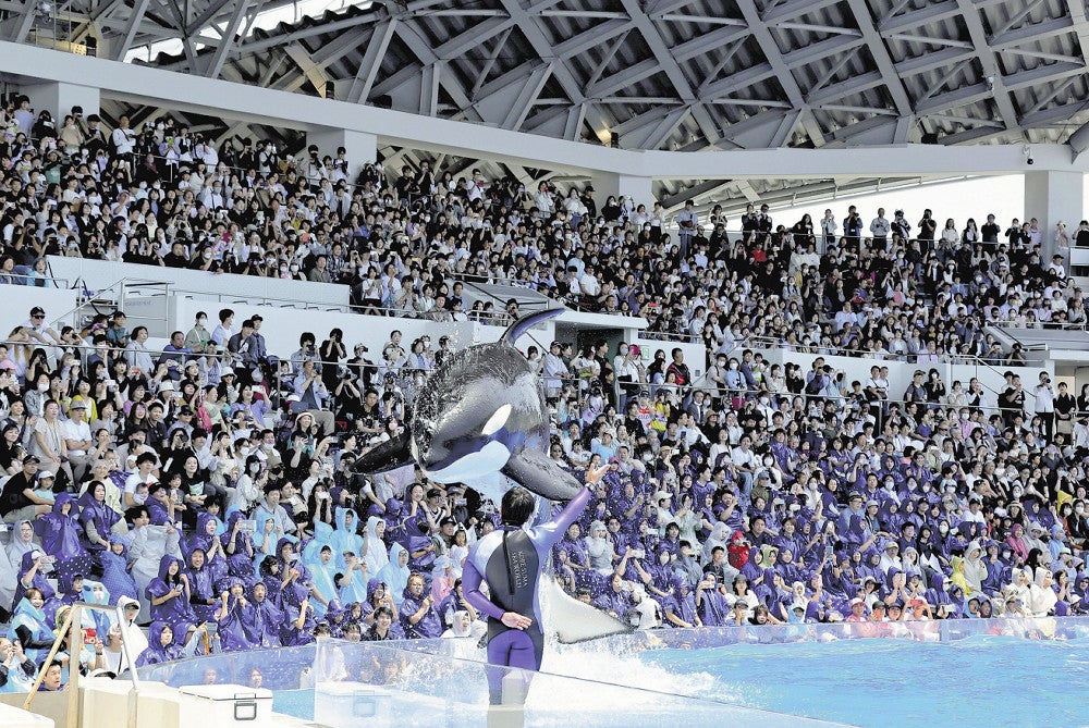 オープンした神戸須磨シーワールドで、シャチのショーを楽しむ人たち（神戸市須磨区で）＝原田拓未撮影