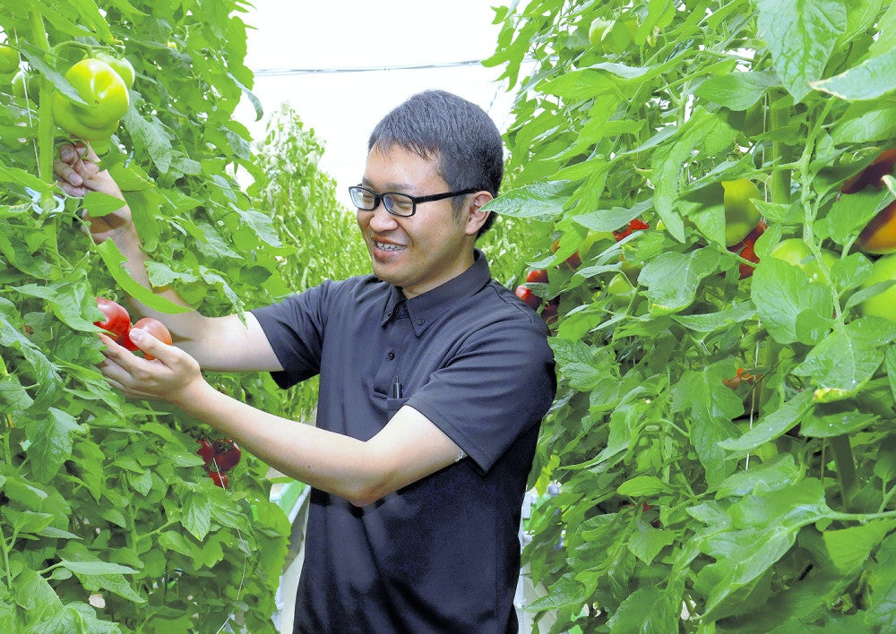 「さやまる」の誕生に関わり、栽培作業に従事する鈴木さん（長野市で）