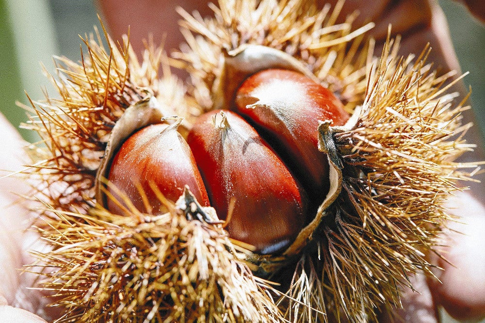 西日本一の栽培面積を誇る山鹿市の栗（山鹿市提供）