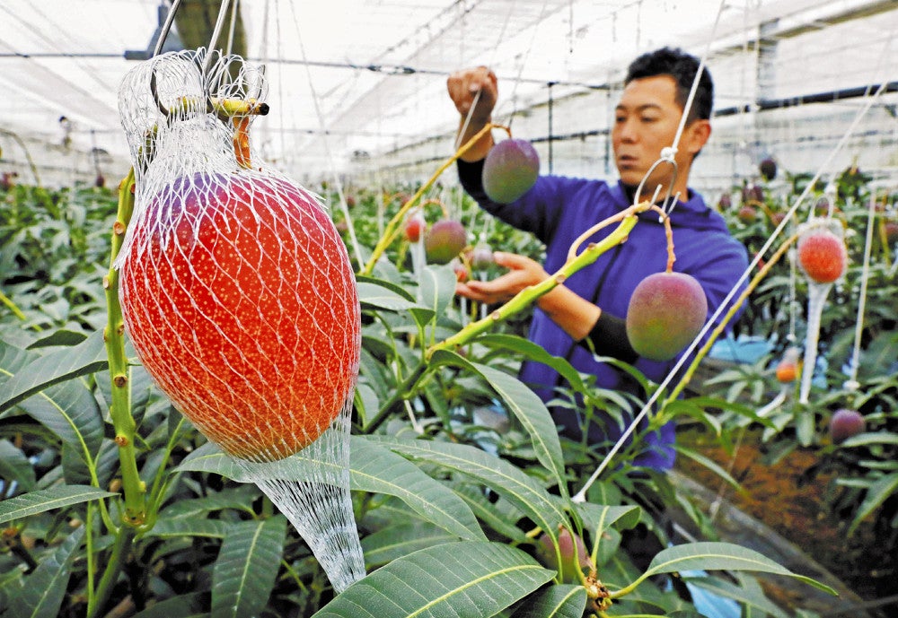 出荷の時期を迎え、色付く完熟マンゴー（福岡県大任町で）＝貞末ヒトミ撮影