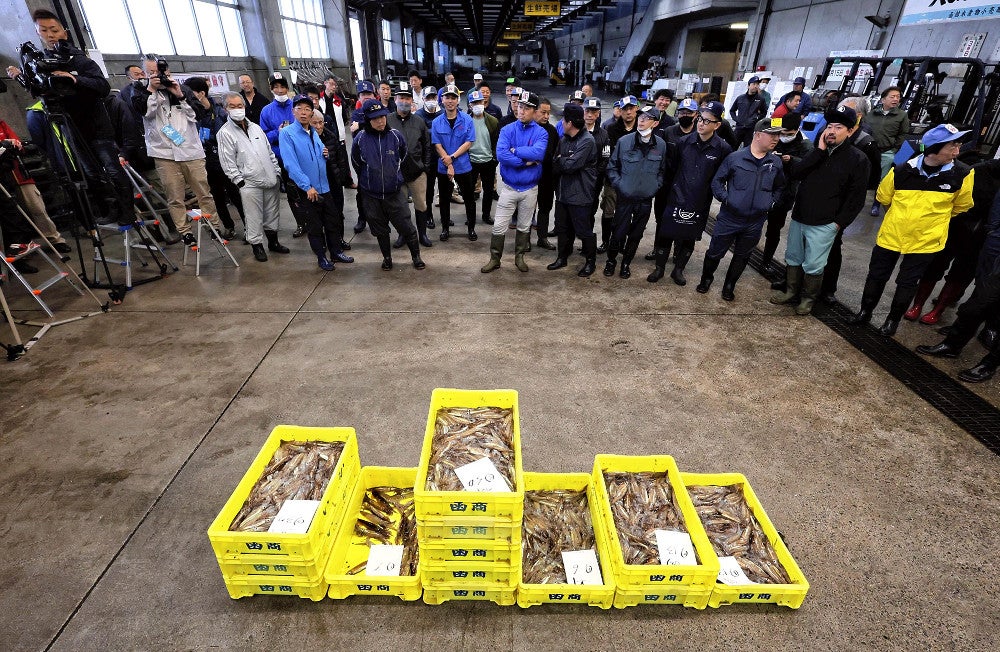 初競りにかけられるスルメイカ。昨年より少ない水揚げ量だった（５日午前５時２９分、北海道函館市で）＝早坂洋祐撮影