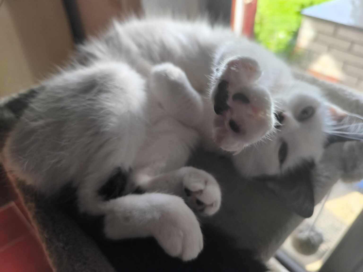 マコボタ（「私の写真を撮らないで」）