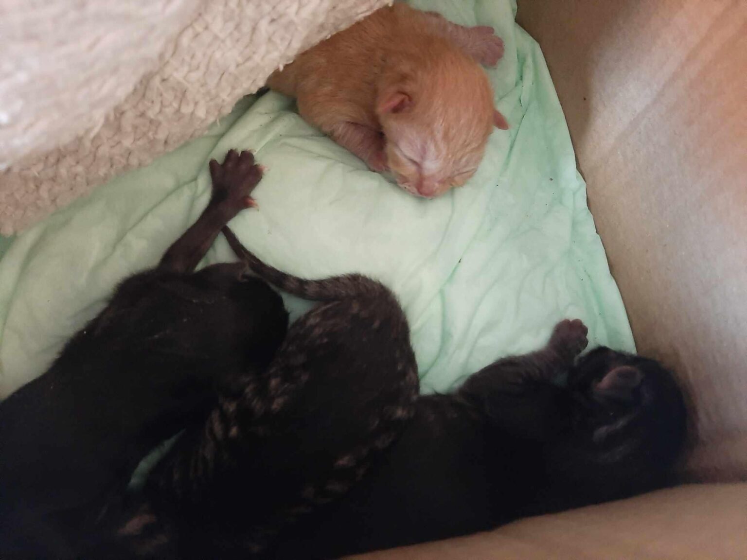 生後1日の子猫たち 生後1日の子猫たち