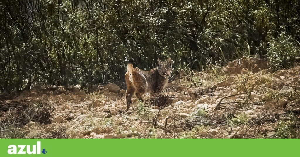 イベリアオオヤマネコの保護状況が修正され、「絶滅危惧種」ではなくなった
