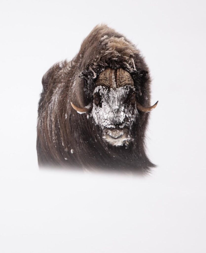 [Dovrefjell National park]、家から離れた家であり、ジャコウウシが見つかる場所です！