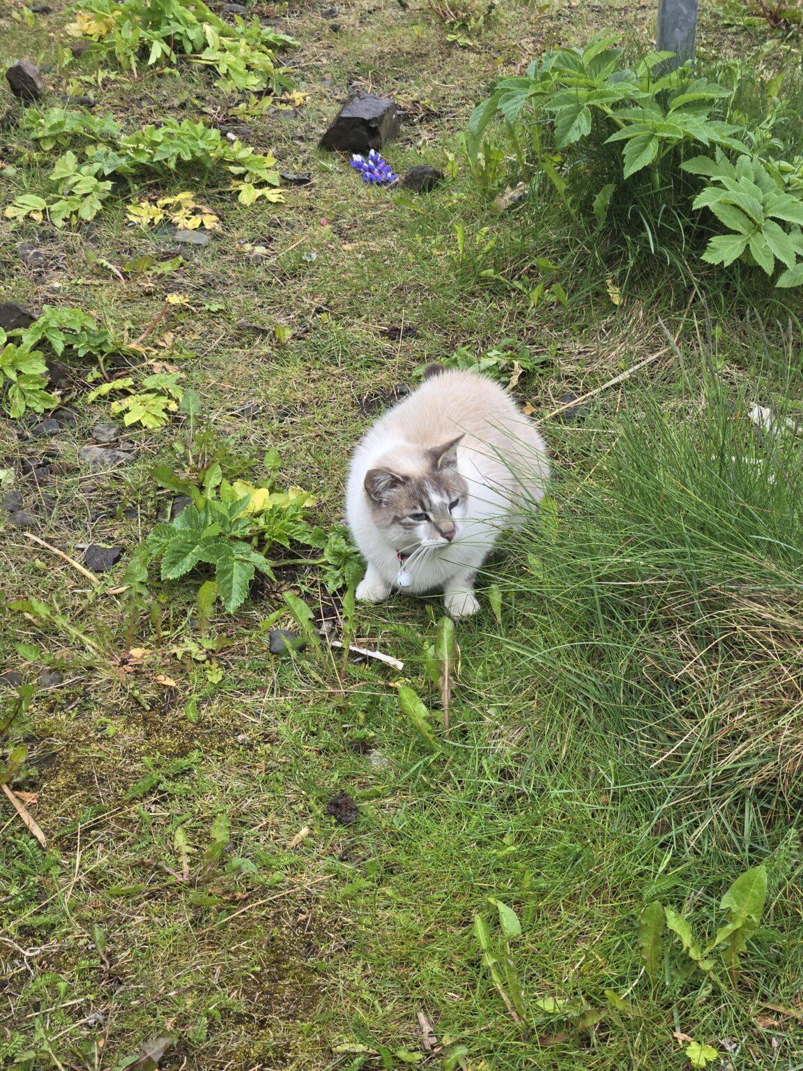 スティッキスホルムルで猫が迷子？