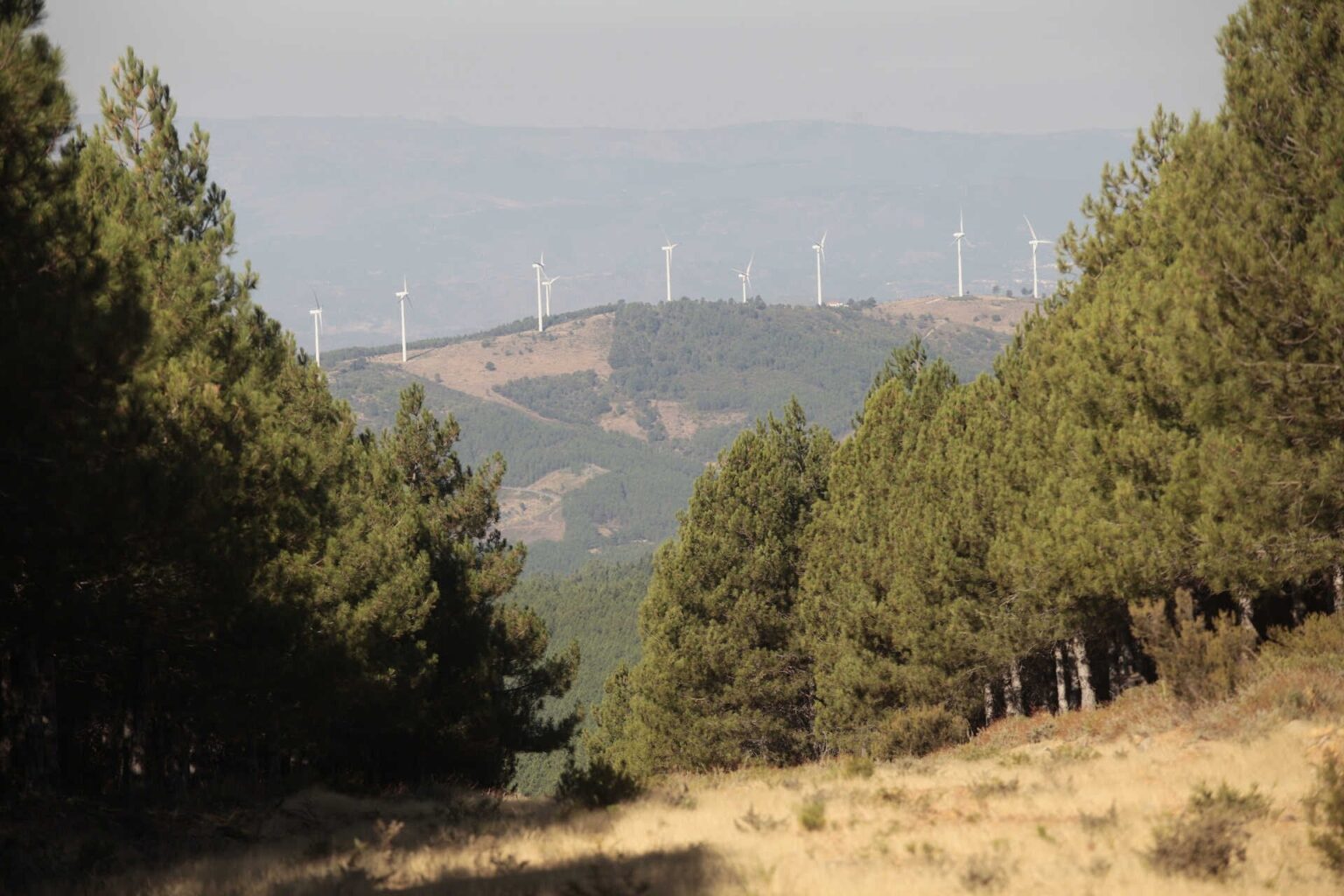 リンクスはマルカタ山地に戻ります