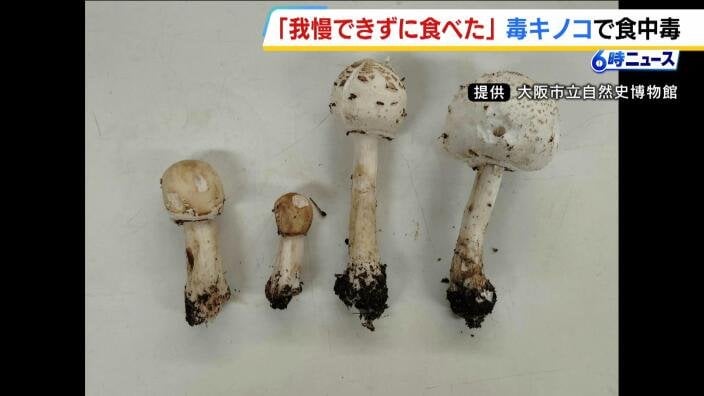 公園に生えていた『オオシロカラカサタケ』を食べて食中毒 鑑賞目的で採取するも「我慢できずに食べてしまった」 | MBSニュース - 毎日放送