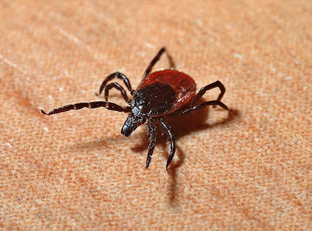 キプロスにライム病やダニ媒介性脳炎が存在するという証拠はありますか?