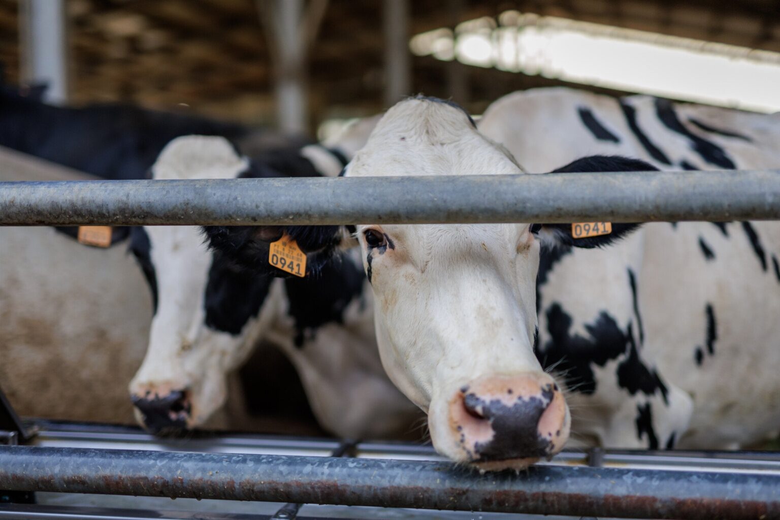 消費者向け牛乳の価格は 2 セント上昇します。 でもそれはプロデューサー次第