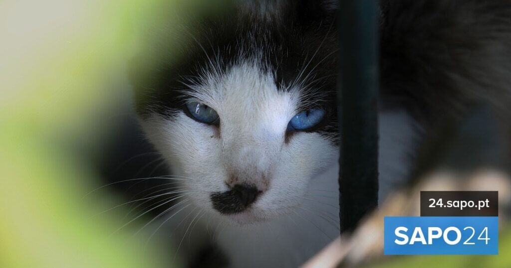 バレイロで数百匹の猫が正体不明のグループに誘拐される