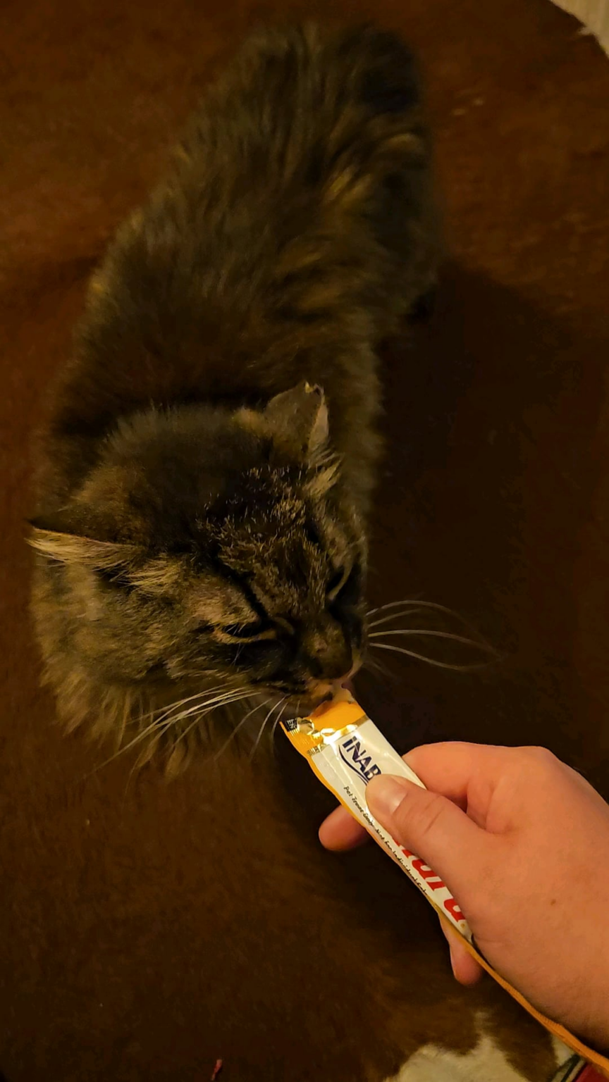 Catbot: 私の猫はちゅるです