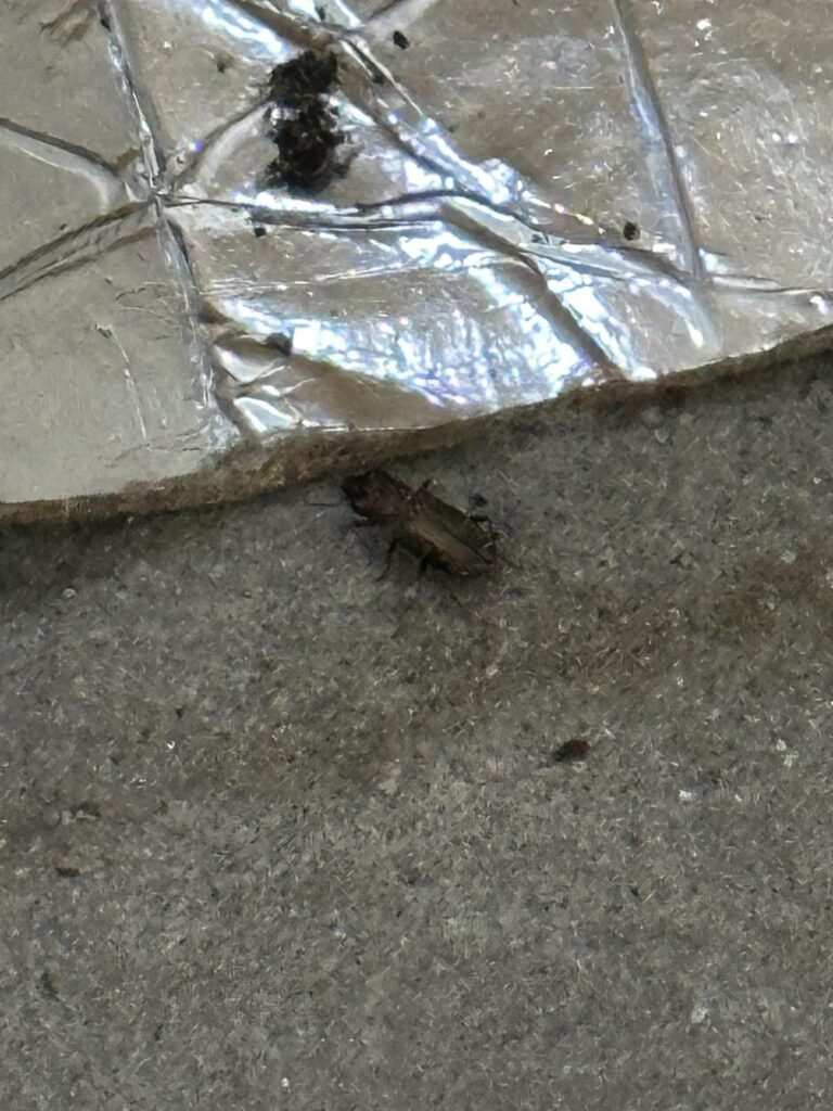 これは何の種類のカブトムシでしょうか?どうすればよいですか?