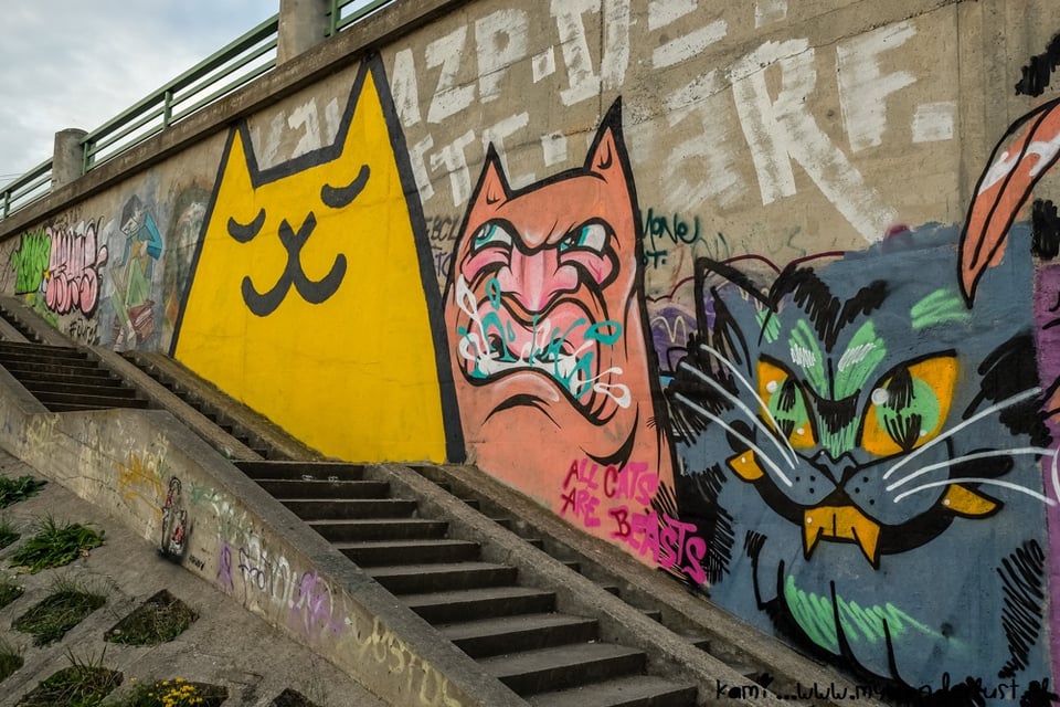 おそらくこの猫について何か知っていますか？ 別の街に行くといつも見かけますが、それが何なのか全く分かりません。