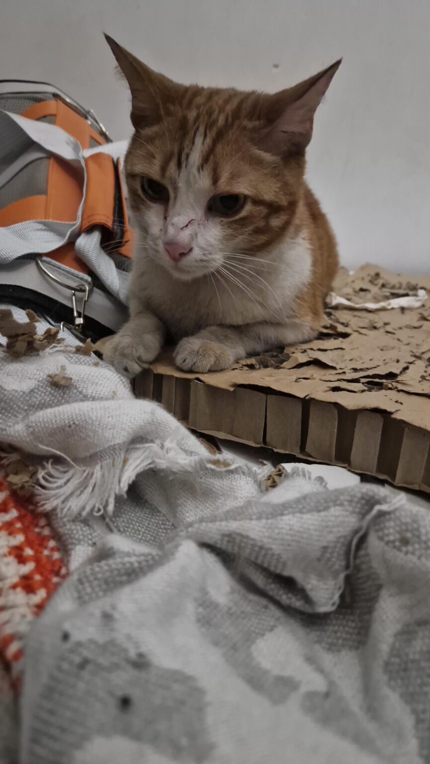 猫を見つけました！！！ ヒントをくれた方、応援メッセージを送ってくださった方、ありがとうございました!!