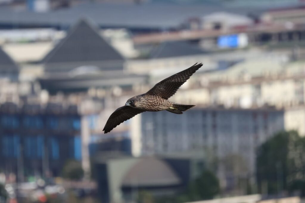 カンタブリア州サンタンデールのハヤブサ (Falco peregrinus)