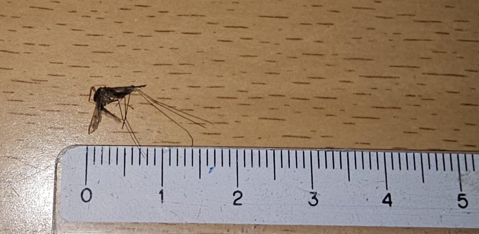フィンランドではこの蚊の大きさは普通ですか？