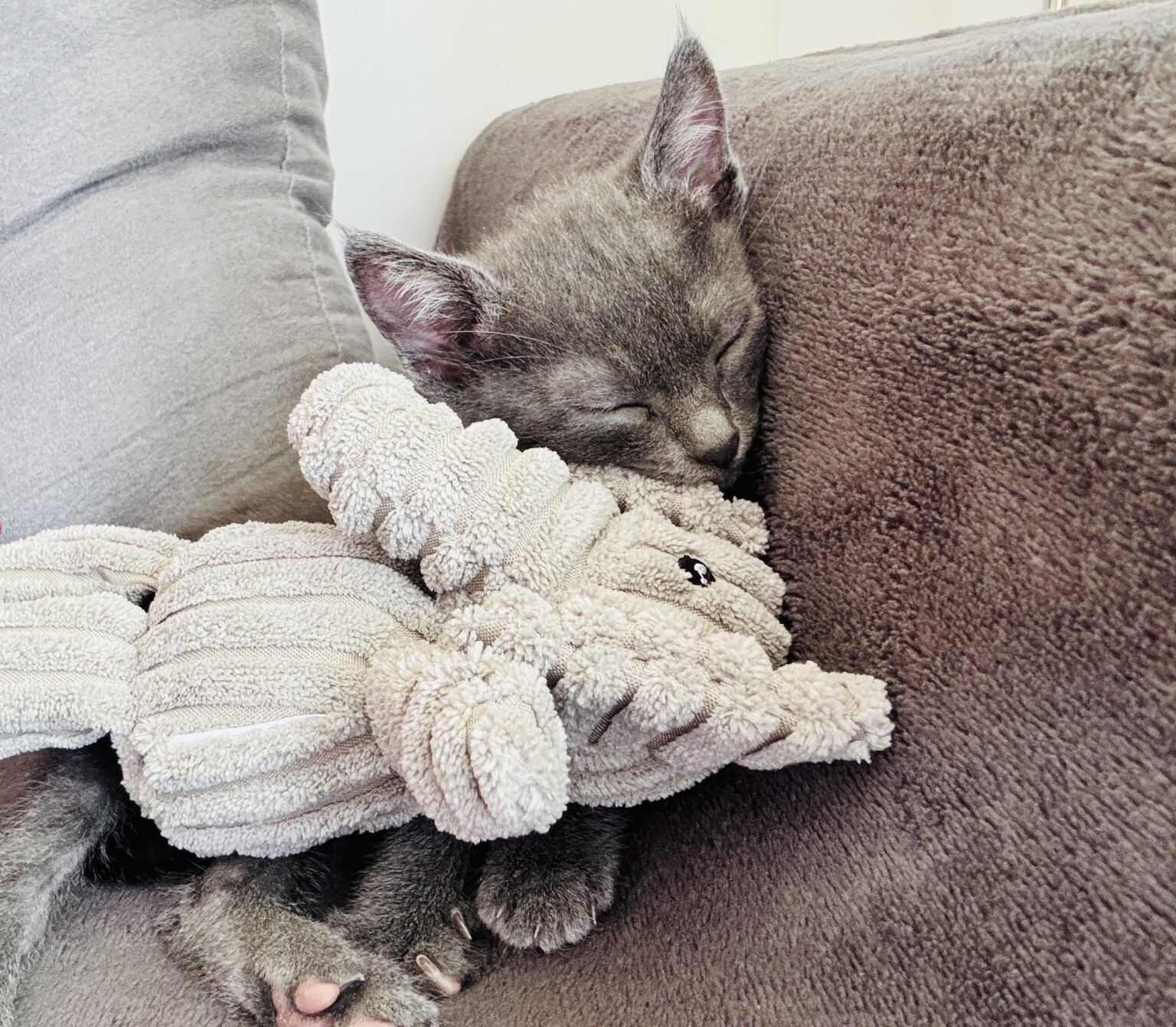 猫保険 猫保険