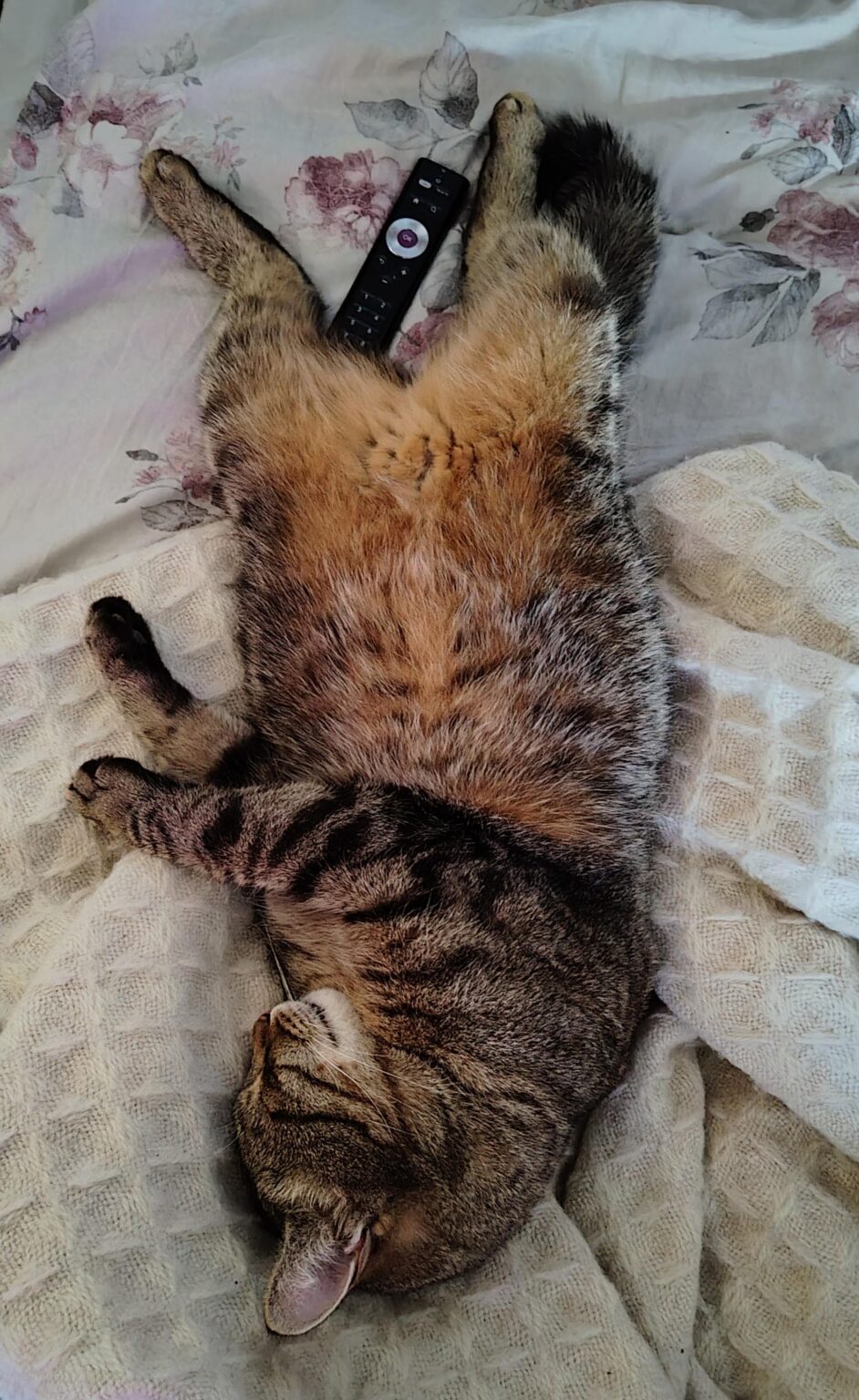 普通の地球