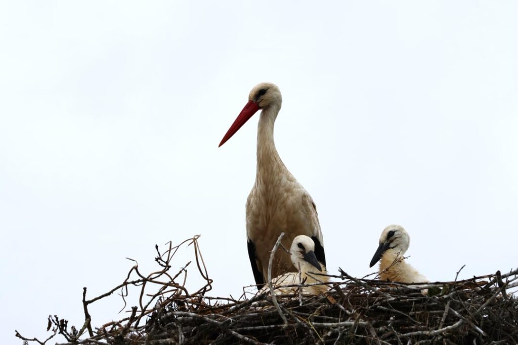 カンタブリア州のコウノトリの家族