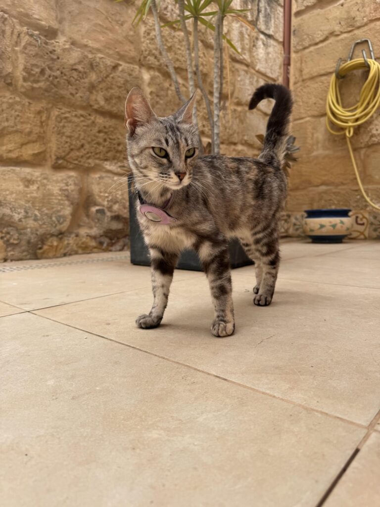ザバーで壊れたエアタグを持った迷子猫