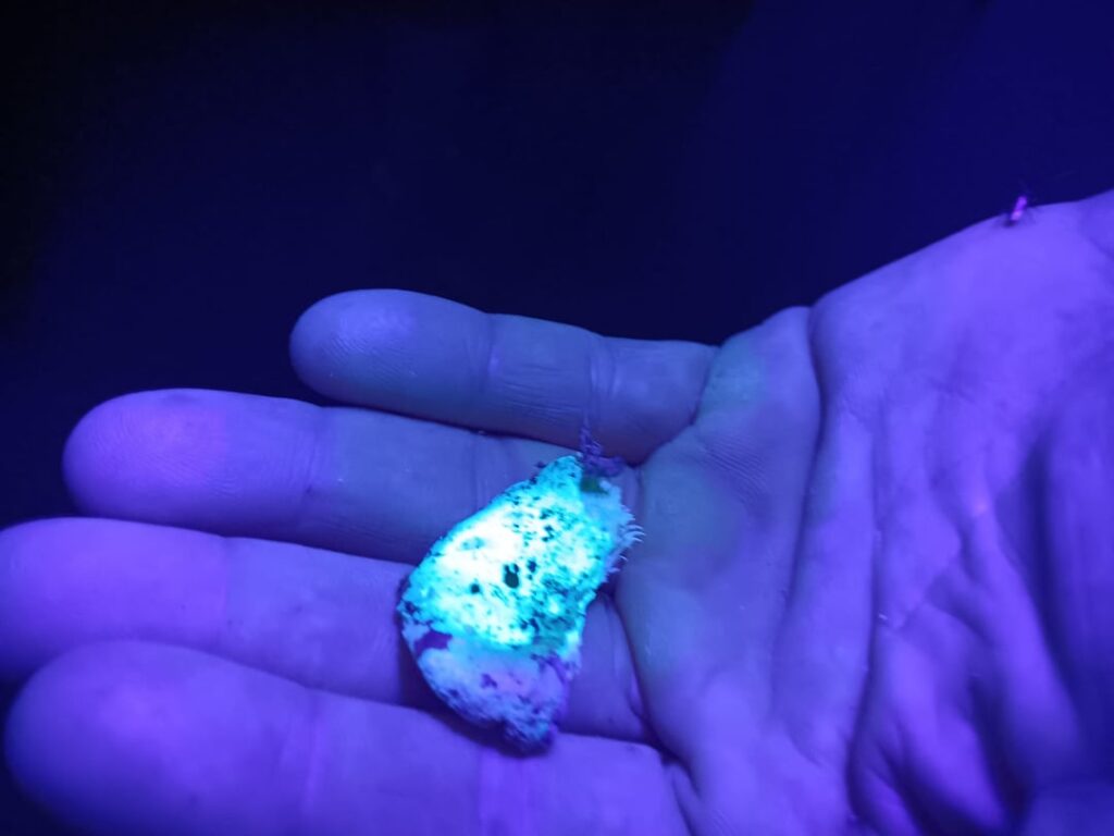 夜のキノコ探索の様子（紫外線ライトあり）