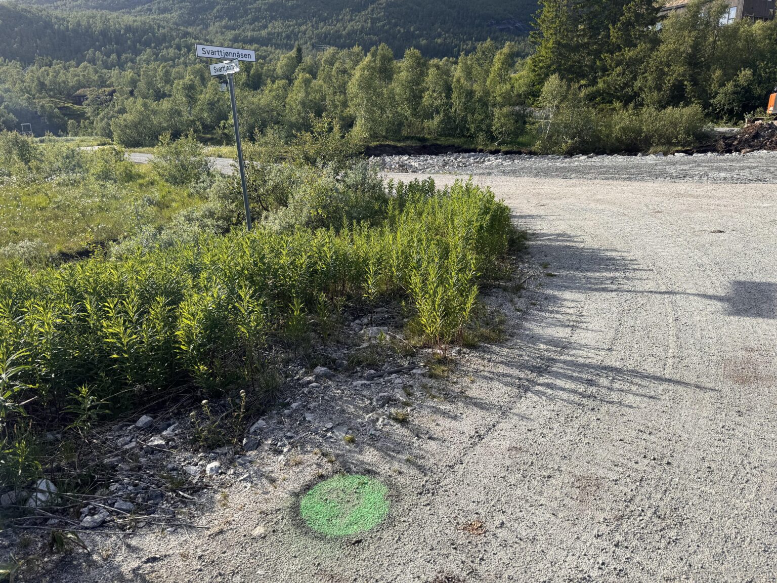 えーっと…砂利の中に緑の斑点がある？