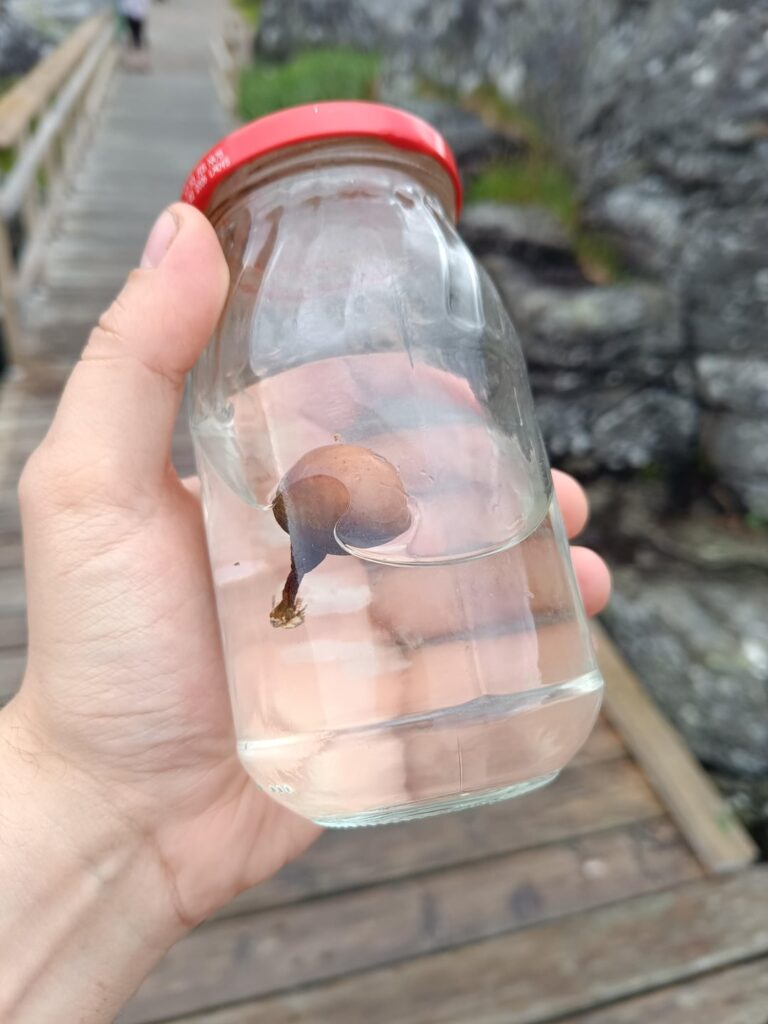 これが何なのか誰か分かりますか？