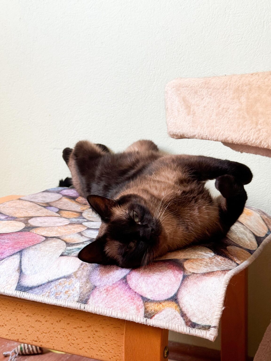 キャットボット