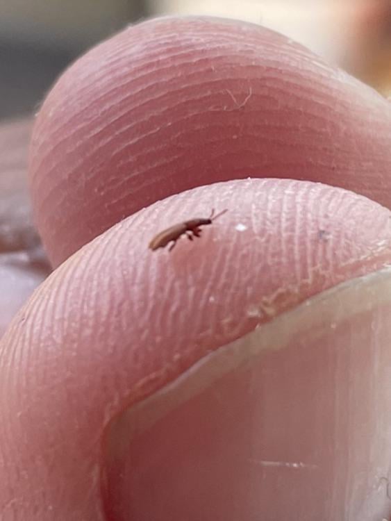 この虫は何？
