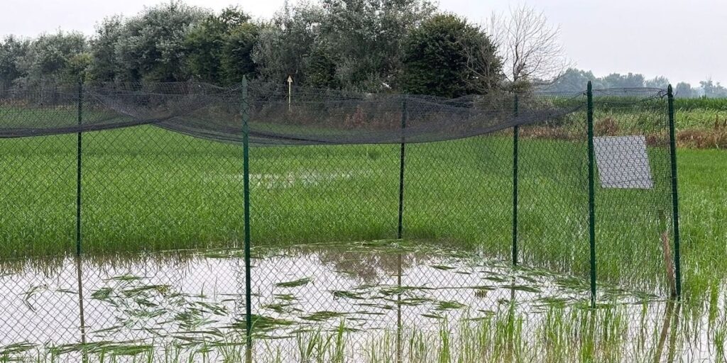 パヴィア県の実験稲作が破壊された