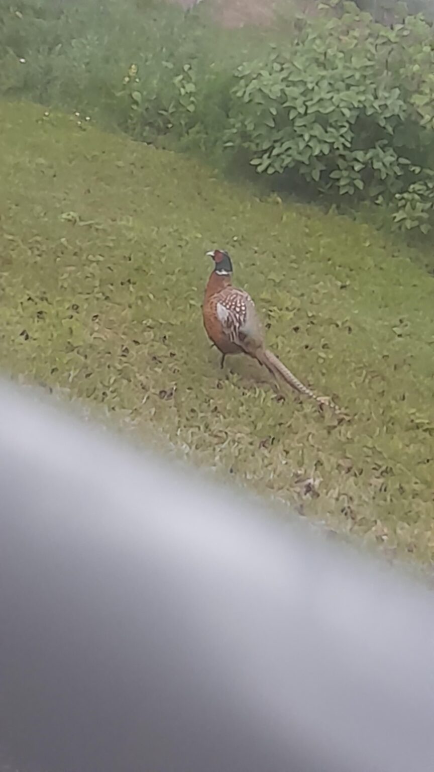 これは何という鳥でしょうか？よく歩いているのを見かけます。